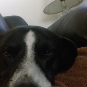 Meet your Posher, Bonnie